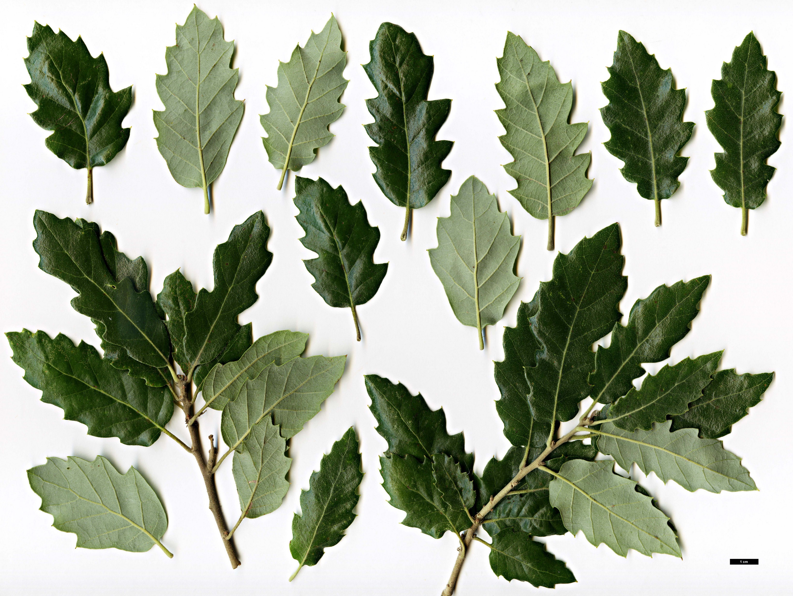 High resolution image: Family: Fagaceae - Genus: Quercus - Taxon: ×crenata - SpeciesSub: 'Fulhamensis' (Q.cerris × Q.suber)